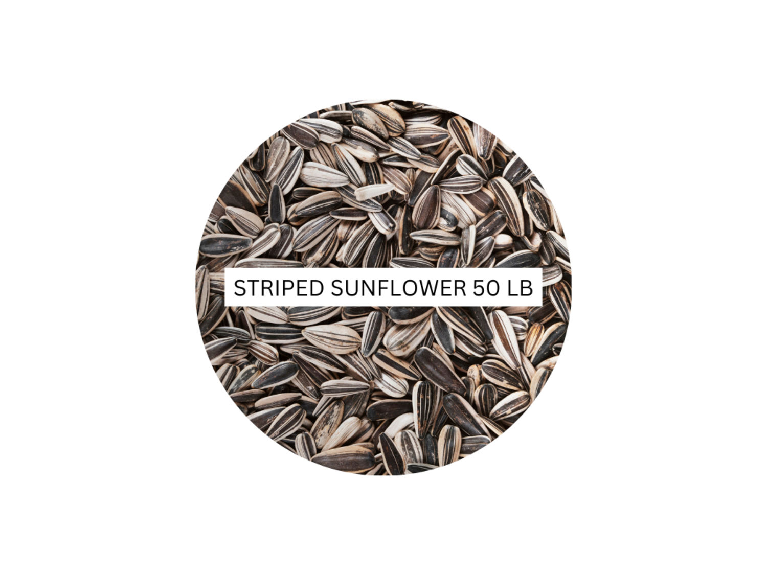 Striped Sunflower Seeds – 50 LB